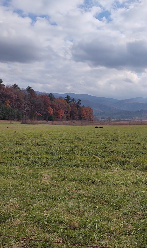 Family of bears run in Cades Cove at Great Smoky Mountains National Park | Photo: Jamie May | RV Today